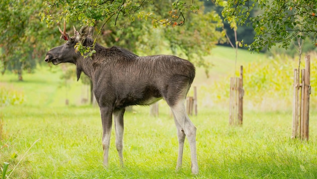 Elch „Emil“ war im Sommer Gesprächsthema Nummer eins in Österreich – jetzt wandert er durch ...