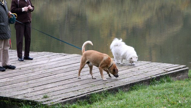 Erst mal das Hündchen vorschicken – so bleibt man zwar auf der sicheren Seite, merkt aber ...