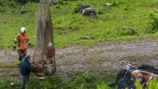 Bis zu 30 tote Kühe wurden heuer alleine in Kärnten im Gebirge geborgen. Das Heli-Austria-Team ...