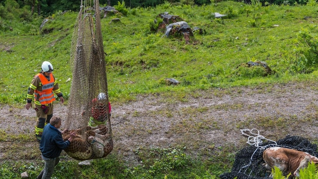 Bis zu 30 tote Kühe wurden heuer alleine in Kärnten im Gebirge geborgen. Das Heli-Austria-Team ...