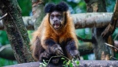 Ein unbekannter Besucher hatte den Tieren zehn Bananen ins Gehege geworfen. Die sieben Affen ...