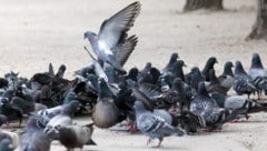 Salzburgs Tauben sollen künftig besser betreut werden.