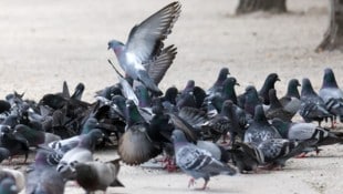 Salzburgs Tauben sollen künftig besser betreut werden.