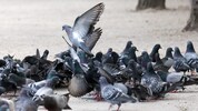 Salzburgs Tauben sollen künftig besser betreut werden.