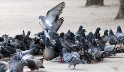 Salzburgs Tauben sollen künftig besser betreut werden.