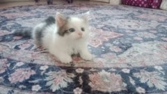 Zwei Tage lang schrie Katzenbaby „Janis“ um ihr Leben, bis sie letztlich in einem Feld gefunden ...