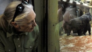 Nach der Primatenforscherin Jane Goodall ist jetzt ein Affe benannt worden (Archivbild).