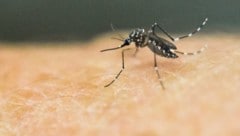 Übertragen wird das Chikungunya-Virus hauptsächlich von der Asiatischen Tigermücke (Aedes ...