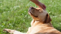 Der Hund gilt nicht ohne Grund als bester Freund des Menschen.