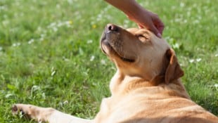 Der Hund gilt nicht ohne Grund als bester Freund des Menschen.