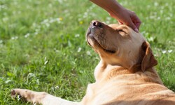 Der Hund gilt nicht ohne Grund als bester Freund des Menschen.