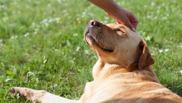 Der Hund gilt nicht ohne Grund als bester Freund des Menschen.