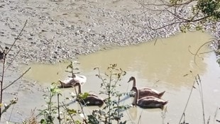 Die vier Jungtiere wurden gerettet.