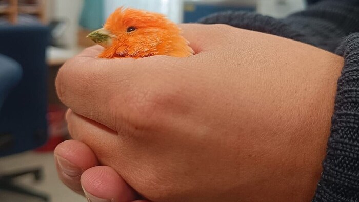 Der Kanarienvogel wird nun liebevoll betreut.