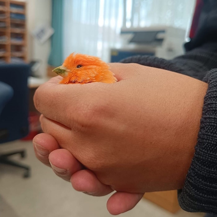Der Kanarienvogel wird nun liebevoll betreut.