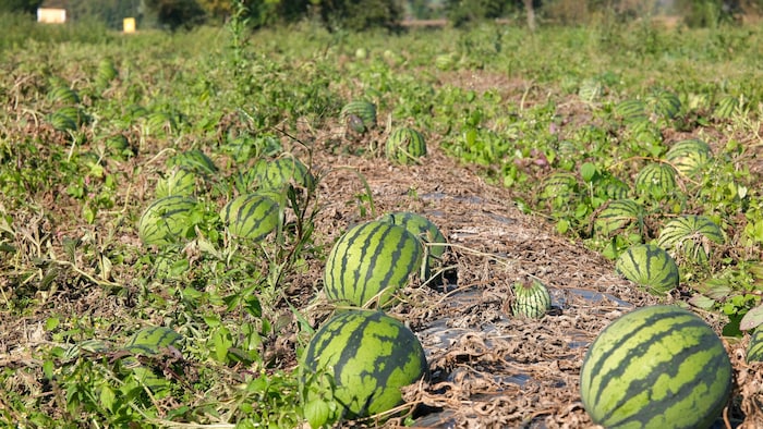 Auf dem 260 Meter langen und 70 Meter breiten Acker liegen rund 15.000 Wassermelonen