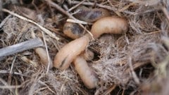Die parasitäre Fliege Philornis downsi, die vermutlich beim Import von Obst in den 1960er-Jahren ...