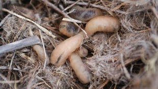 Die parasitäre Fliege Philornis downsi, die vermutlich beim Import von Obst in den 1960er-Jahren ...