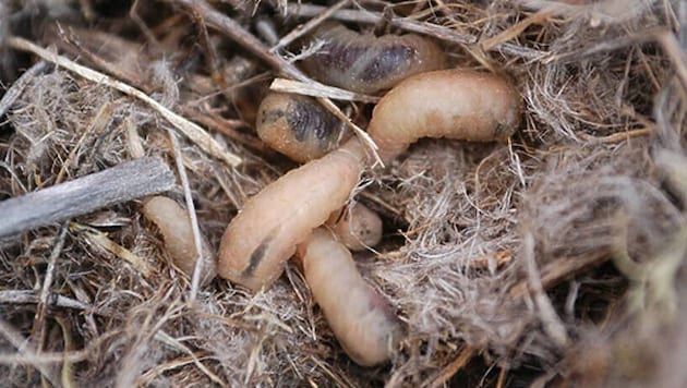 Die parasitäre Fliege Philornis downsi, die vermutlich beim Import von Obst in den 1960er-Jahren ...