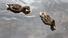 Bei einem idyllischen See wollte eine Familie die Enten füttern (Symbolfoto).