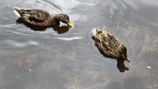 Bei einem idyllischen See wollte eine Familie die Enten füttern (Symbolfoto).