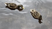 Bei einem idyllischen See wollte eine Familie die Enten füttern (Symbolfoto).