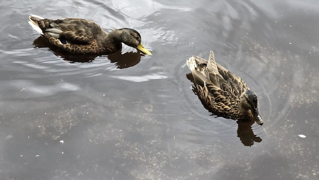 Bei einem idyllischen See wollte eine Familie die Enten füttern (Symbolfoto).