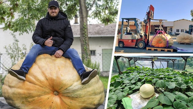 Bernd Rodler mit seinem 592 Kilo schweren Kürbis. Heuer reichte es leider nur für Platz zwei ...