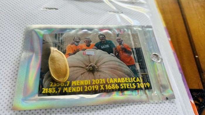Ein Kürbiskern kann bis zu 900 Euro kosten.