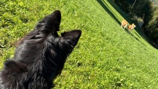Für den Schutz der Wildtiere und weidenden Kühe auf Almen und Wiesen sollen Hunde nun ganzjährig ...