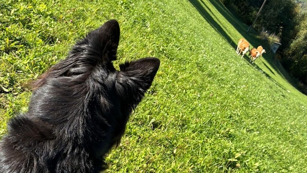 Für den Schutz der Wildtiere und weidenden Kühe auf Almen und Wiesen sollen Hunde nun ganzjährig ...