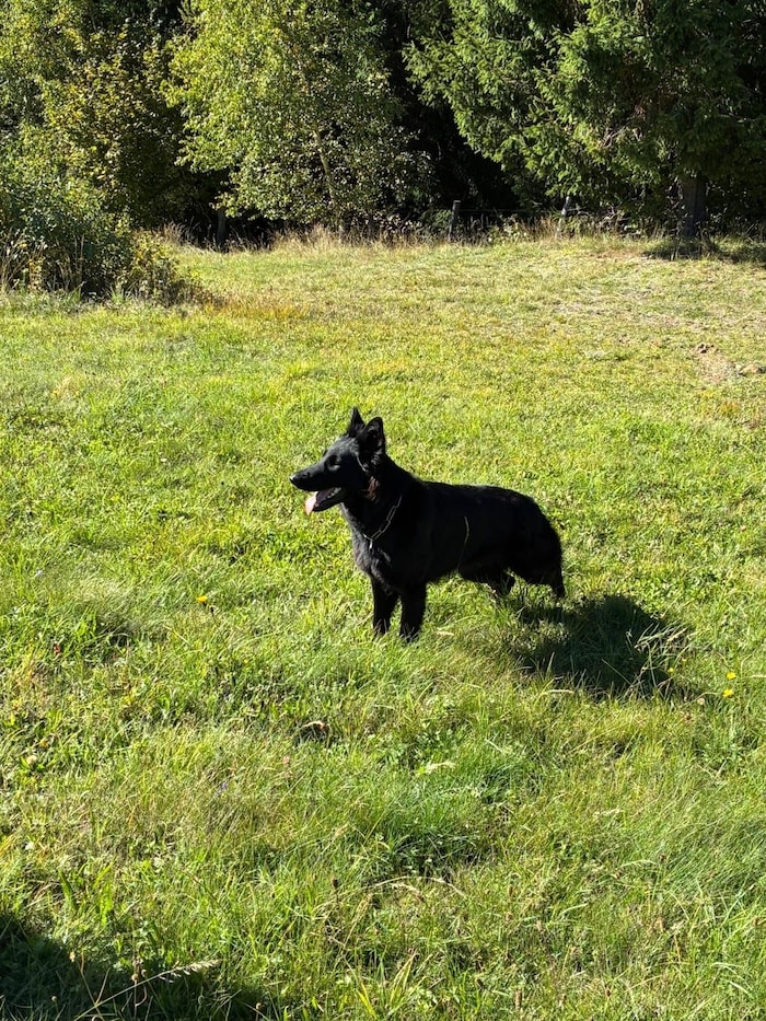 Hunde werden auf Wiesen und Feldern gern abgeleint.