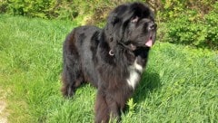 Neufundländer „Nanuk“ – geliebt von seiner Besitzerin, aber gefürchtet von den Nachbarn.