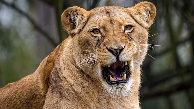 In Thailand hat eine entlaufene Löwin einen Buben angegriffen und verletzt (Symbolbild).