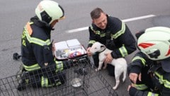 Der Hund wurde von der Berufsfeuerwehr Linz mit Sauerstoff versorgt.