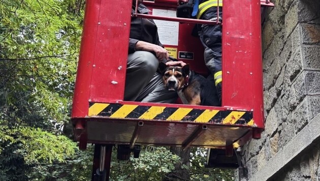 Mit dem Feuerwehrkran wurde der Hund gerettet.