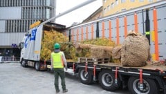 Per Lkw aus Norddeutschland wurden die Bäume herangekarrt.