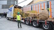 Per Lkw aus Norddeutschland wurden die Bäume herangekarrt.
