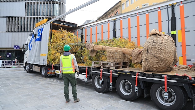 Per Lkw aus Norddeutschland wurden die Bäume herangekarrt.
