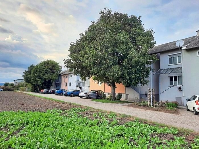 Gegenüber dieser Siedlung soll der mächtige Gymnasiumbau nun errichtet werden. Nach ...