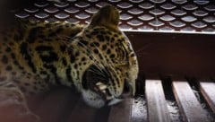 Behörden fingen das Tier rasch wieder ein.