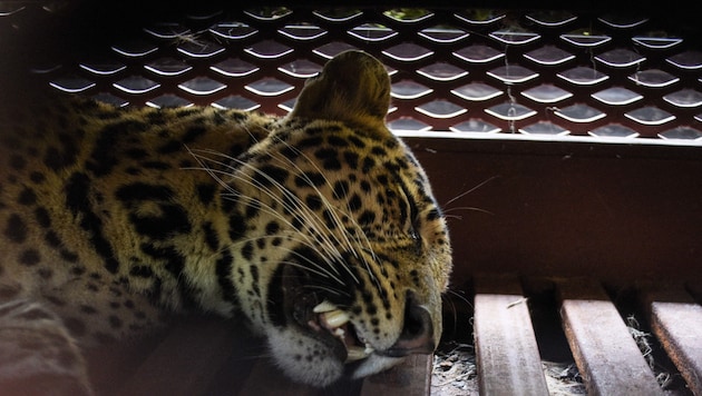 Behörden fingen das Tier rasch wieder ein.