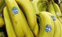 Italien wird zum Bananenland – der Chiquita-Konzern startet ein außergewöhnliches Projekt.