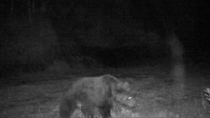 Der Bär wurde im Gemeindegebiet von Pfunds fotografiert.