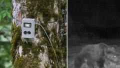 Der Bär wurde von einer Wildkamera festgehalten. 
