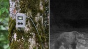 Der Bär wurde von einer Wildkamera festgehalten. 