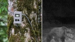Der Bär wurde von einer Wildkamera festgehalten. 