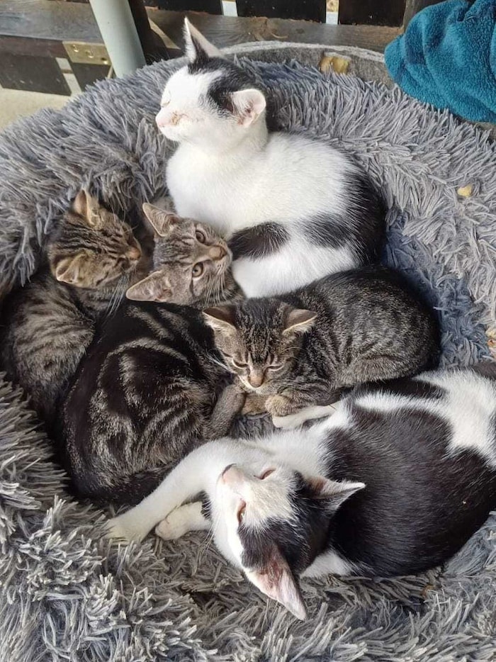 Diese Kätzchen träumen vom Glücklichsein