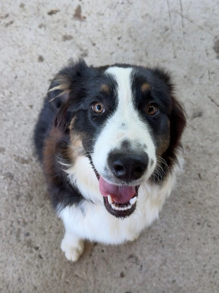 Shepherd-Liebhaber dringend gesucht