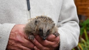 Verletzt, hungrig, verwaist? Die Igelfreunde Leiblachtal helfen. 